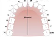 Zähne und Gebiss
